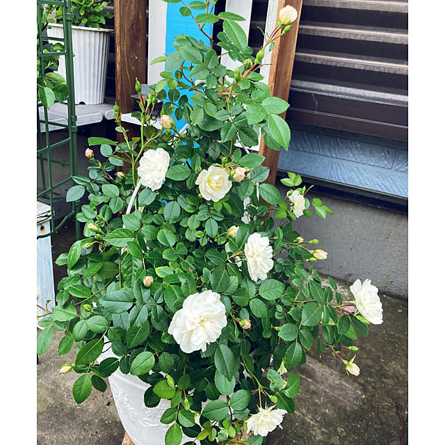 CoCo0617さんの部屋