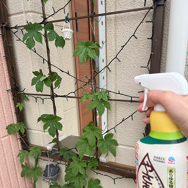 pekoさんの実例写真