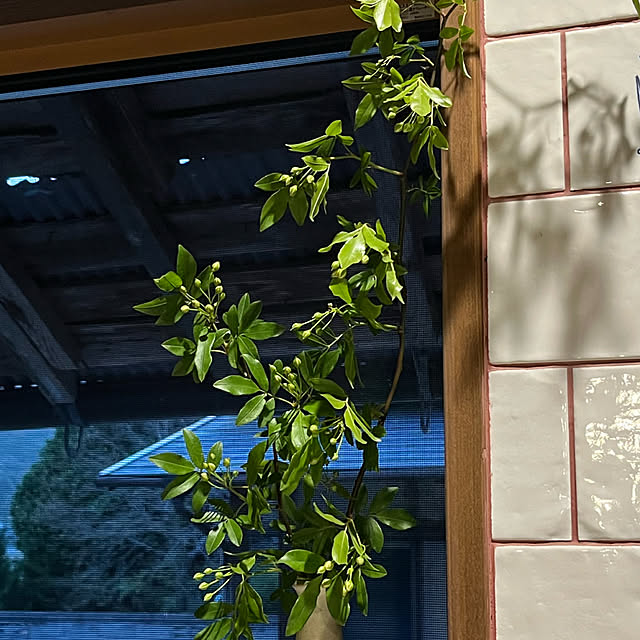 cota2さんの部屋