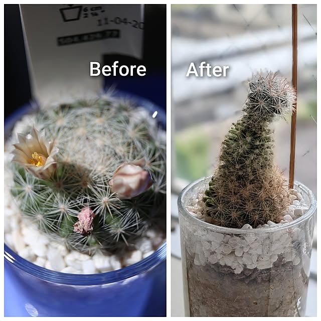 ToReTaRiさんの実例写真