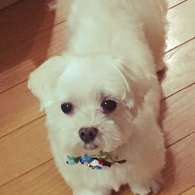 saku.mamaさんの実例写真
