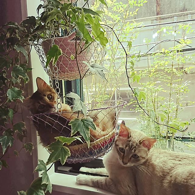 poniさんの実例写真