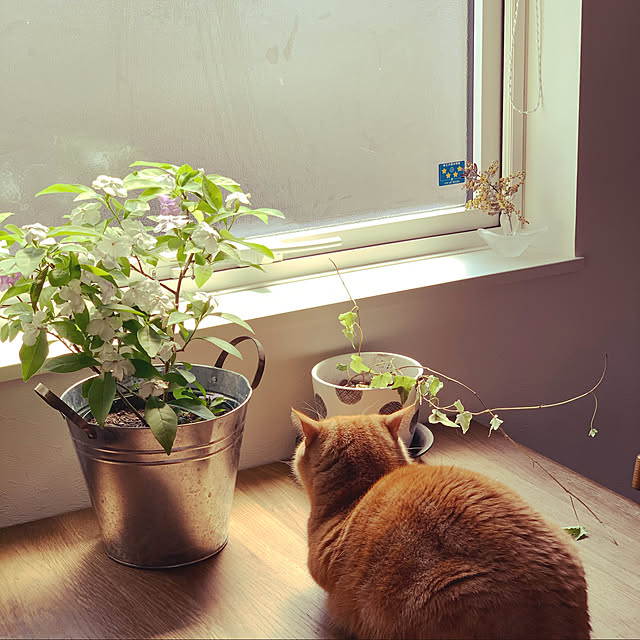chinchillaさんの実例写真