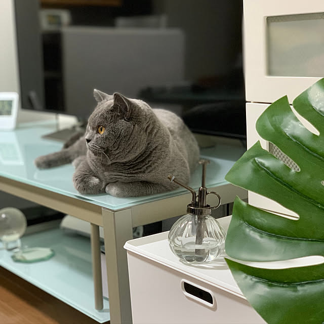 kittyさんの実例写真