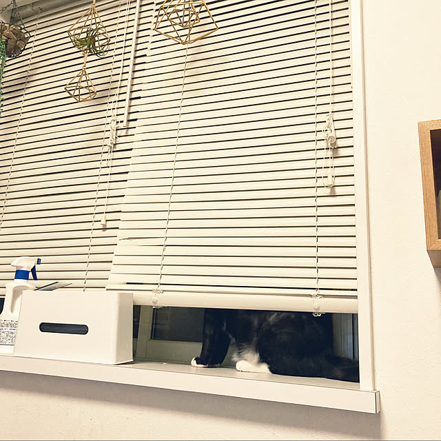 masamasaさんの実例写真