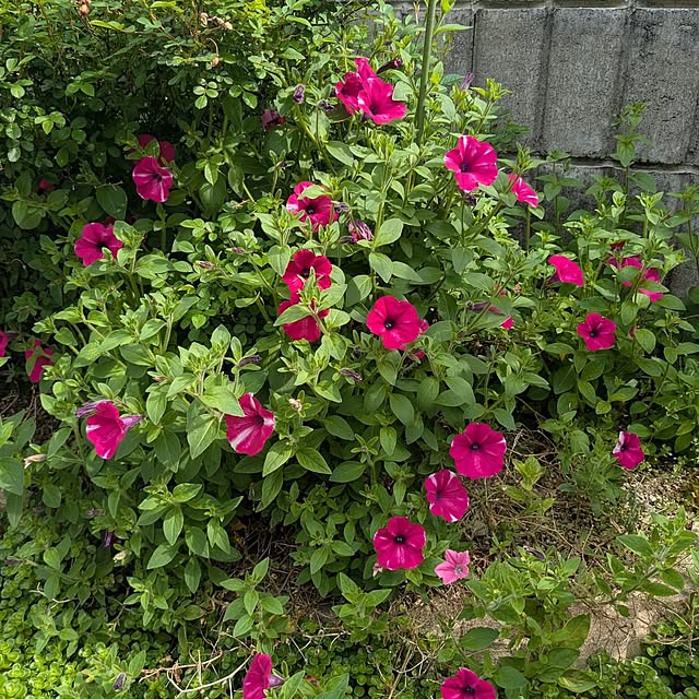 machikomamaさんの部屋