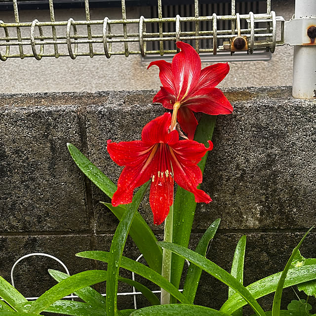 chIoeさんの部屋