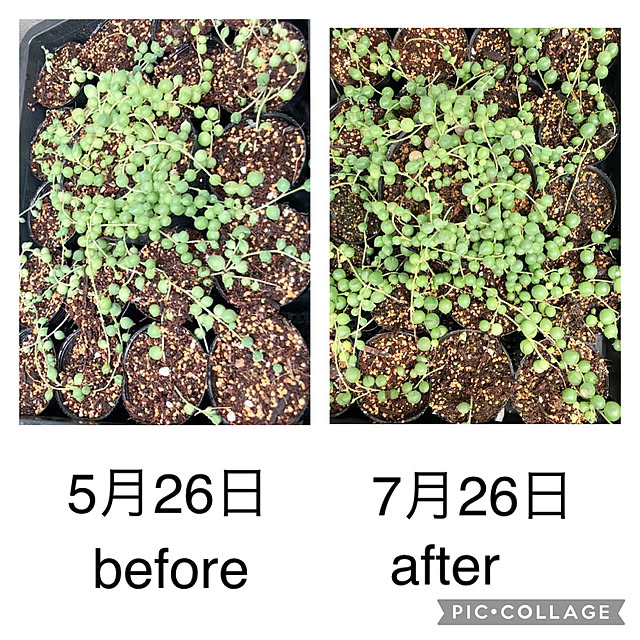anemaさんの実例写真