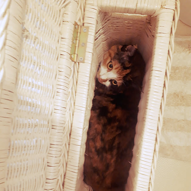 aiさんの実例写真
