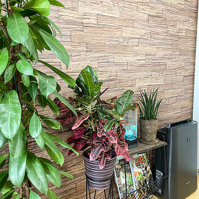 ficusさんの実例写真