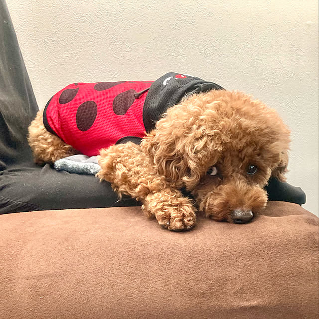 MOMOMAMAさんの実例写真