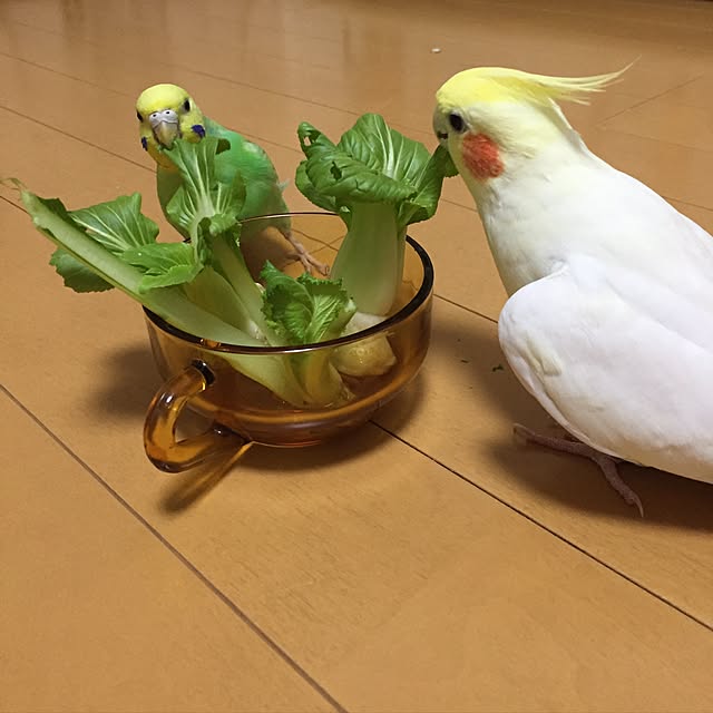 toratanさんの実例写真
