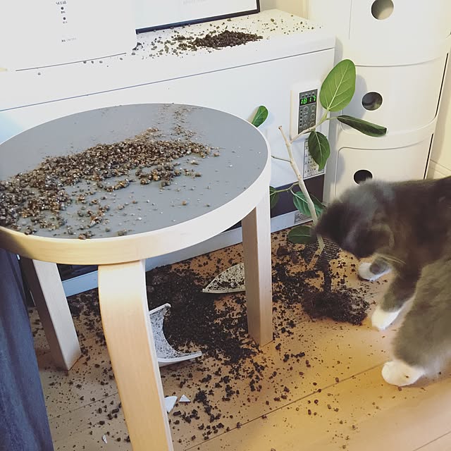 mangomilkさんの実例写真
