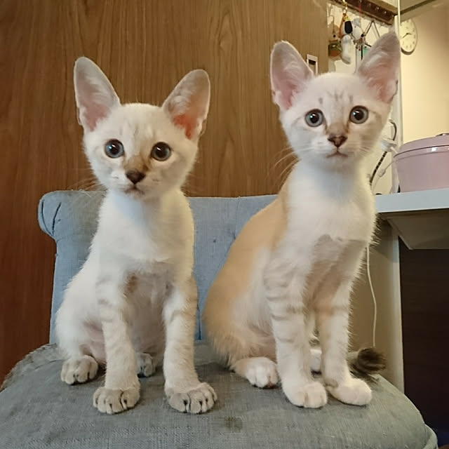poniさんの実例写真