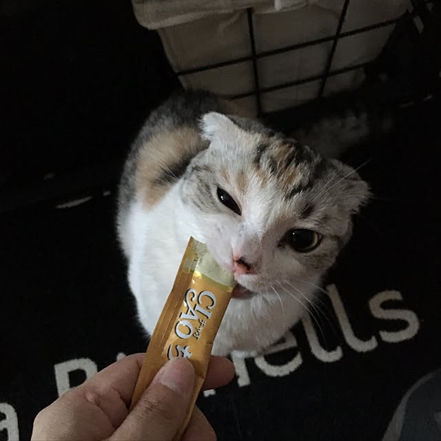 yokkochanさんの実例写真