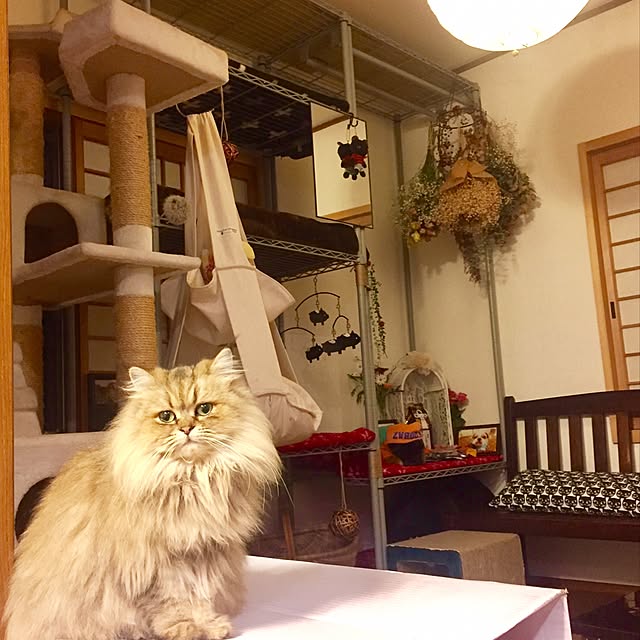 butachanさんの実例写真