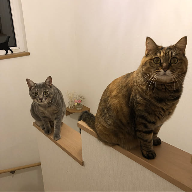 kuu511さんの実例写真