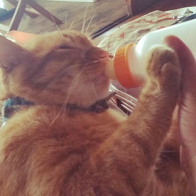 Anmituさんの実例写真