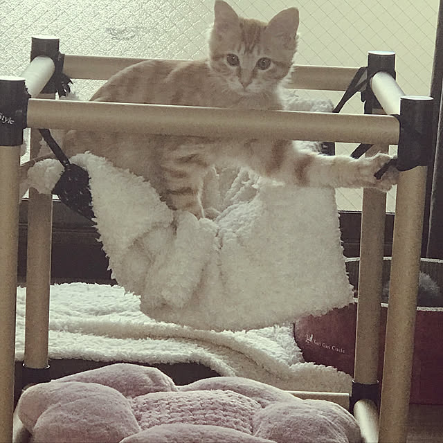 pumehanaさんの実例写真