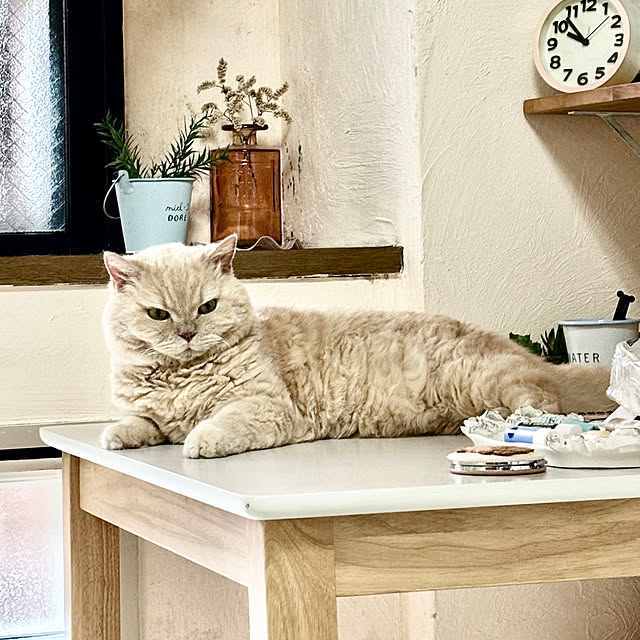 naokoさんの実例写真