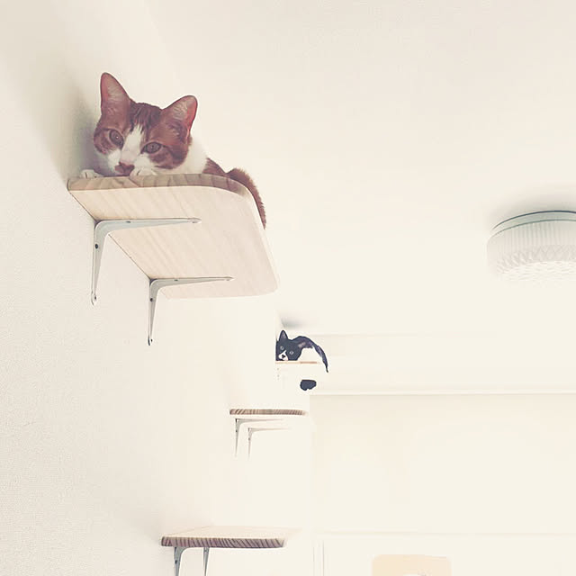 猫スペース/ねことの暮らし/壁/天井のインテリア実例 - 2020-04-03 18:53:17