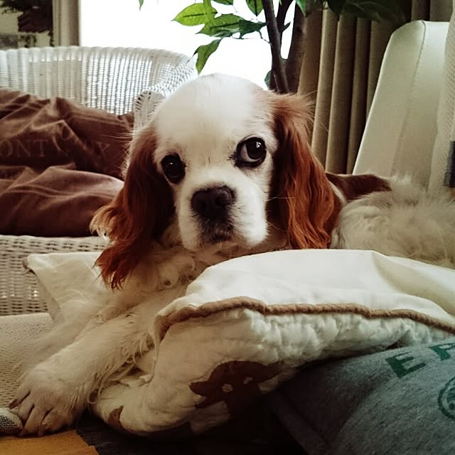 yukaさんの実例写真