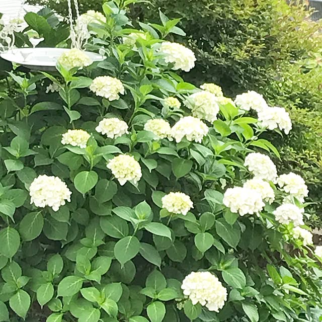 samanthakitchenさんの実例写真