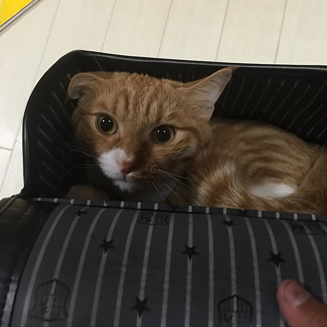 CATさんの実例写真