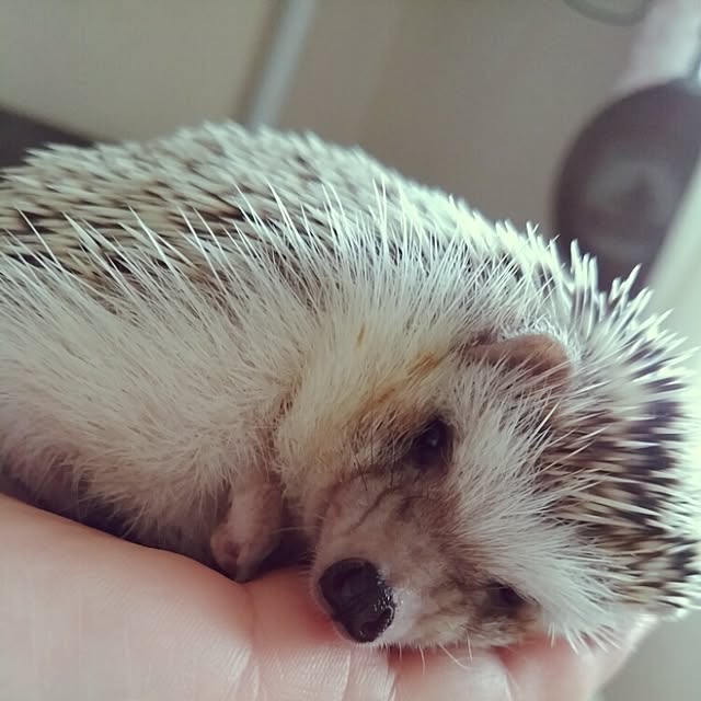 kuruさんの実例写真