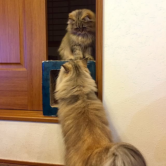 butachanさんの実例写真