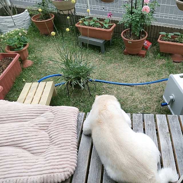 yukinkoさんの実例写真