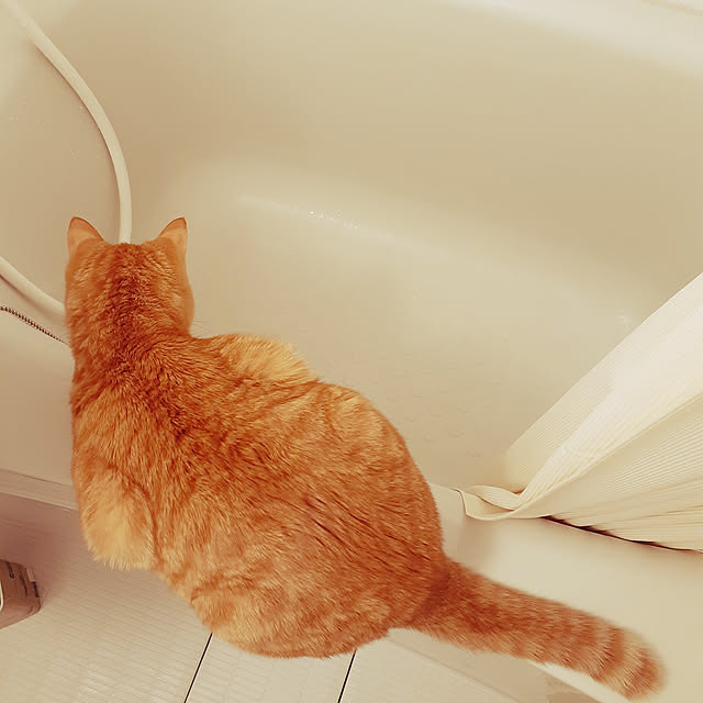 chisaviさんの実例写真