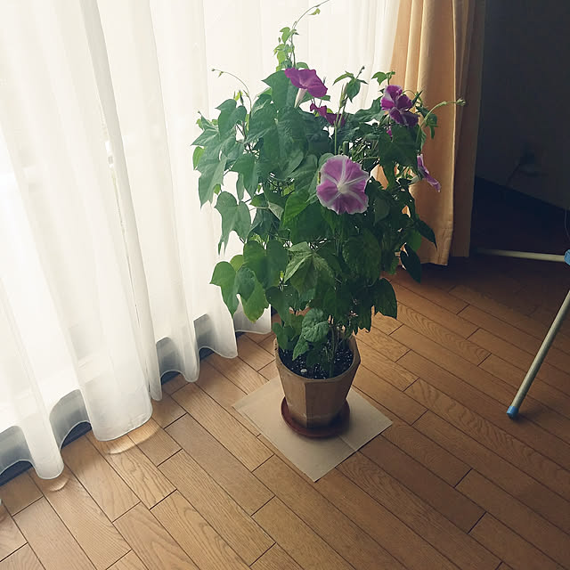miyocoさんの実例写真
