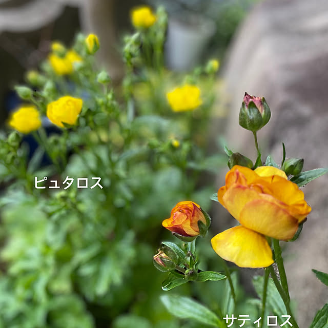 buchiさんの部屋