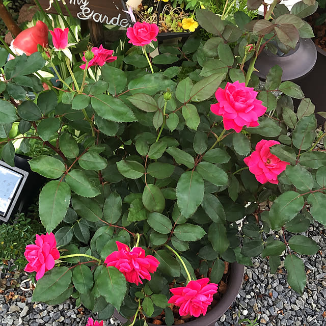 miruさんの実例写真