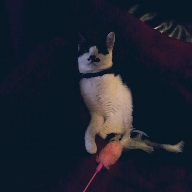 emmyyさんの実例写真