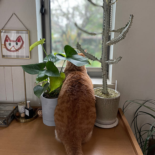 torakoさんの実例写真