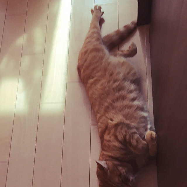 nekoさんの実例写真