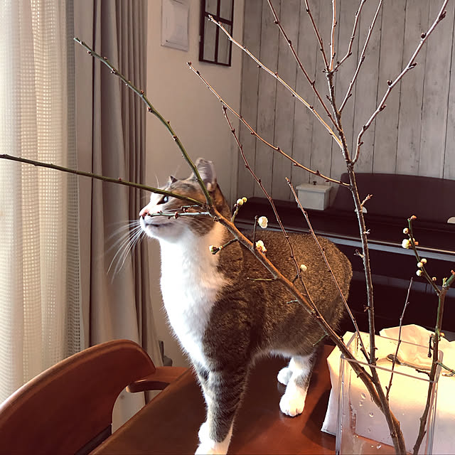 nekomiさんの実例写真