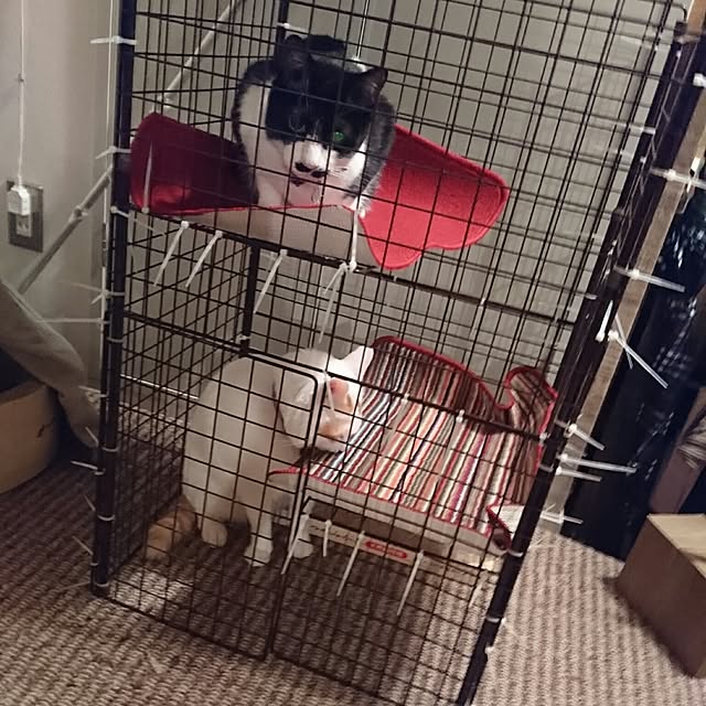 Kazukiさんの実例写真