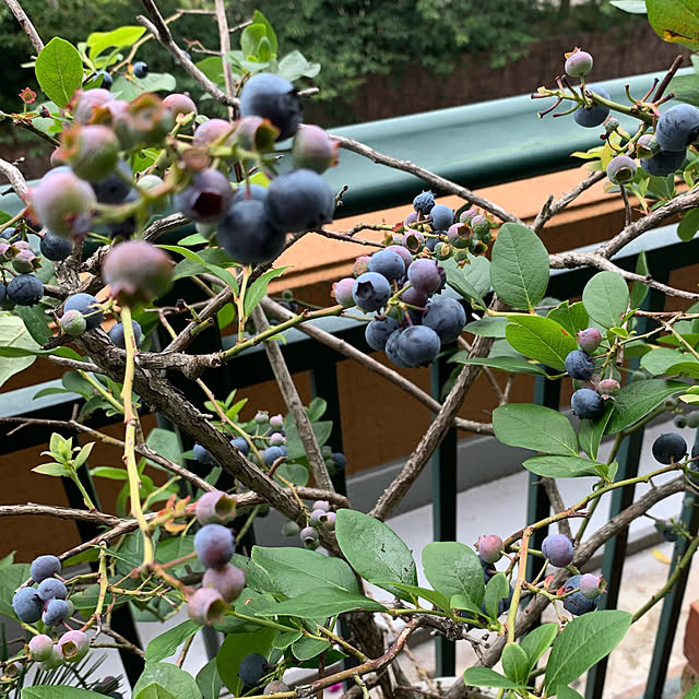 ブルーベリーの木/ベランダ菜園/観葉植物/家庭菜園/いつもいいねありがとうございます♡...などのインテリア実例 - 2021-08-24 22:14:57