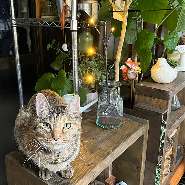 mohhaさんの実例写真