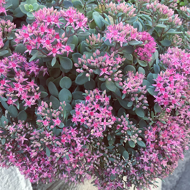 mimichankさんの実例写真