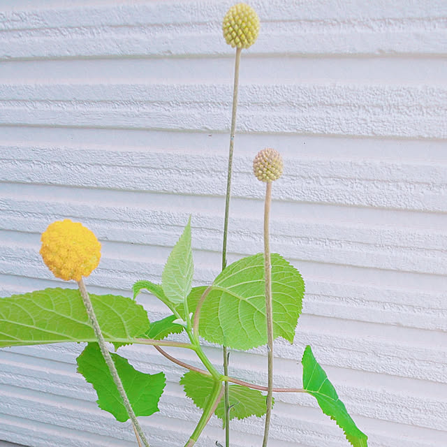 ksyf-naturalさんの実例写真