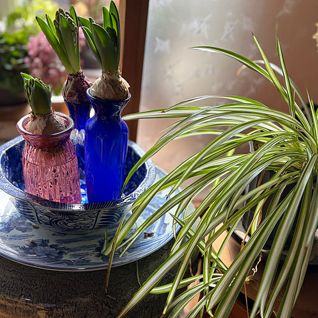 骨董品のある暮らし/ヒヤシンス水耕栽培/暮らしのひとコマ/冬/2月...などのインテリア実例 - 2026-02-10 06:52:23