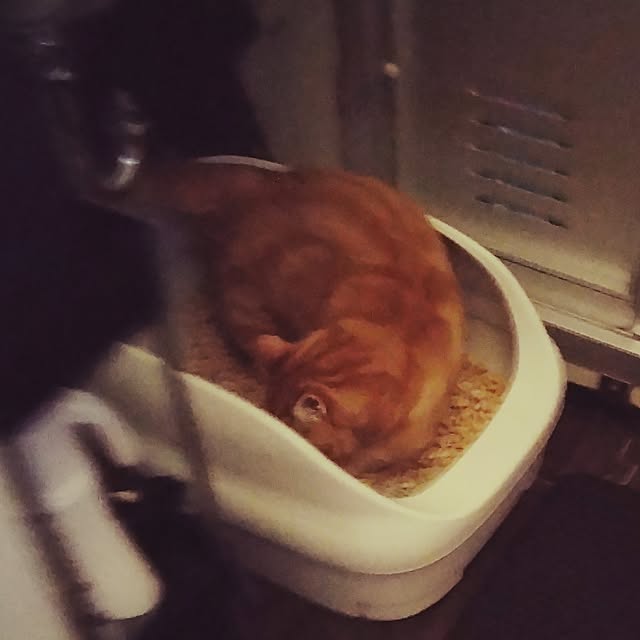 runaさんの部屋