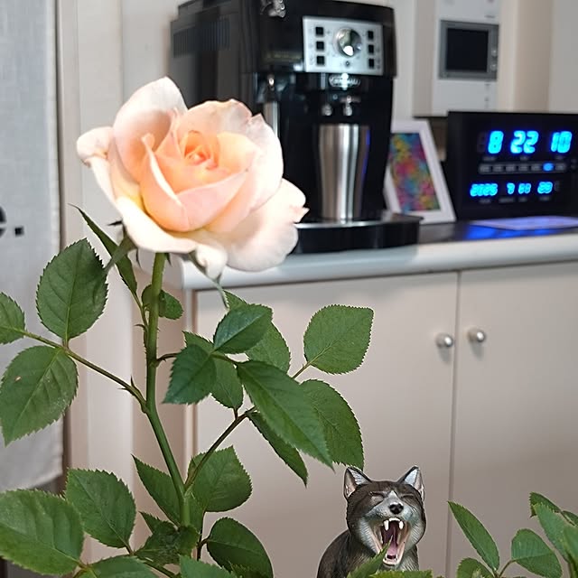 NOAHさんの部屋
