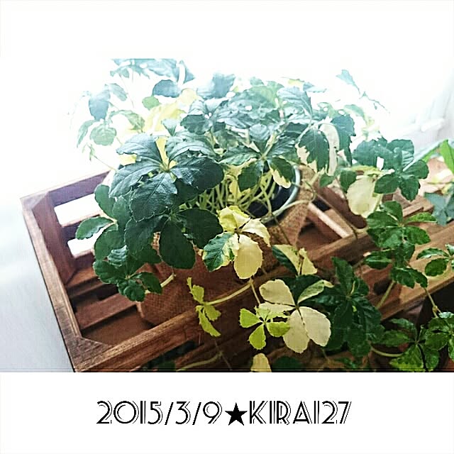 kira127さんの実例写真