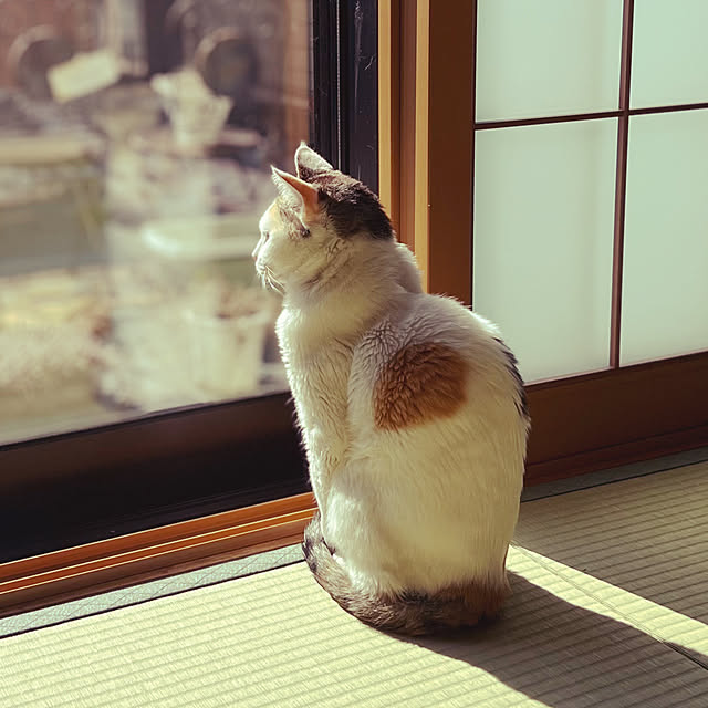 coedodecoさんの実例写真