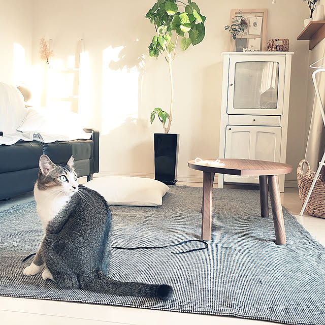nekomiさんの実例写真